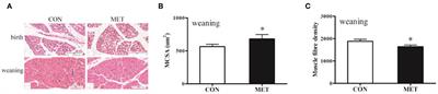 Maternal Methyl-Donor Micronutrient Supplementation During Pregnancy Promotes Skeletal Muscle Differentiation and Maturity in Newborn and Weaning Pigs